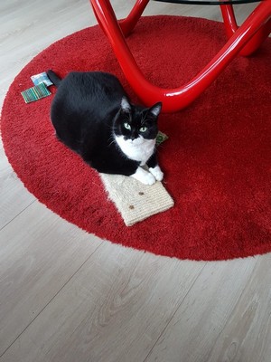 luna-opvang-cuijk-2020-succesvol-herplaatst-resized