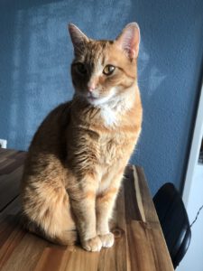 poes-tijger-boxtel-kattenherplaatsing