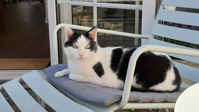 kattenherplaatsing-billy-alphen-aan-den-rijn