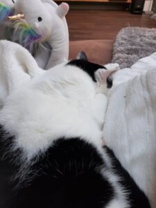 kattenherplaatsing-billy-alphen-aan-den-rijn