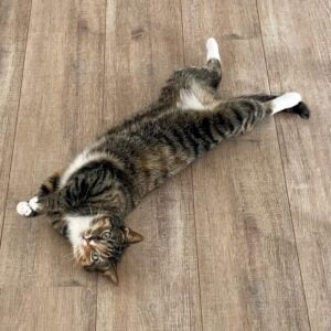 sjimmie-succesvolle-kattenherplaatsing