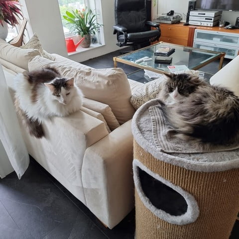 sinku-nieuwe-thuis-kattenherplaatsing