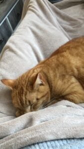 tijger-kattenherplaatsing-oosthuizen