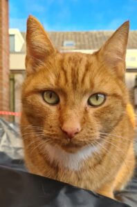 tijger-kattenherplaatsing-oosthuizen