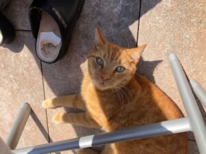 tijger-oosthuizen-foto-kattenherplaatsing-1