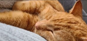 tijger-oosthuizen-foto-kattenherplaatsing