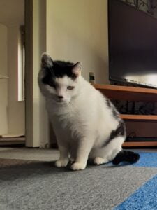 frits-kattenherplaatsing-molenhoek (2)