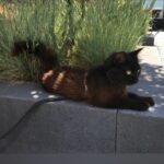 eefje-jacquelien-eric-voorpaginafoto-kattenvoorlichting