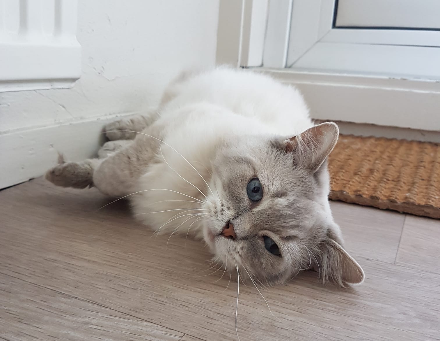 ragdoll-ziggy-eindhoven-raskattenherplaatsing