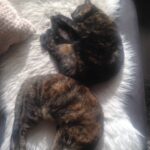 zus-siep-haarlem-samen-kattenherplaatsing