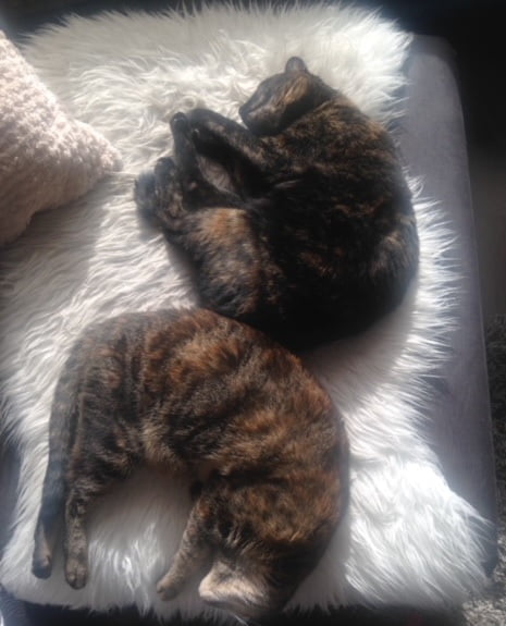 zus-siep-haarlem-samen-kattenherplaatsing