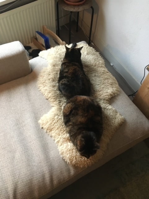 zus-siep-kattenherplaatsing-haarlem