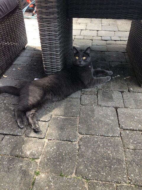 clarence-blauwe-rus-raskattenherplaatsing