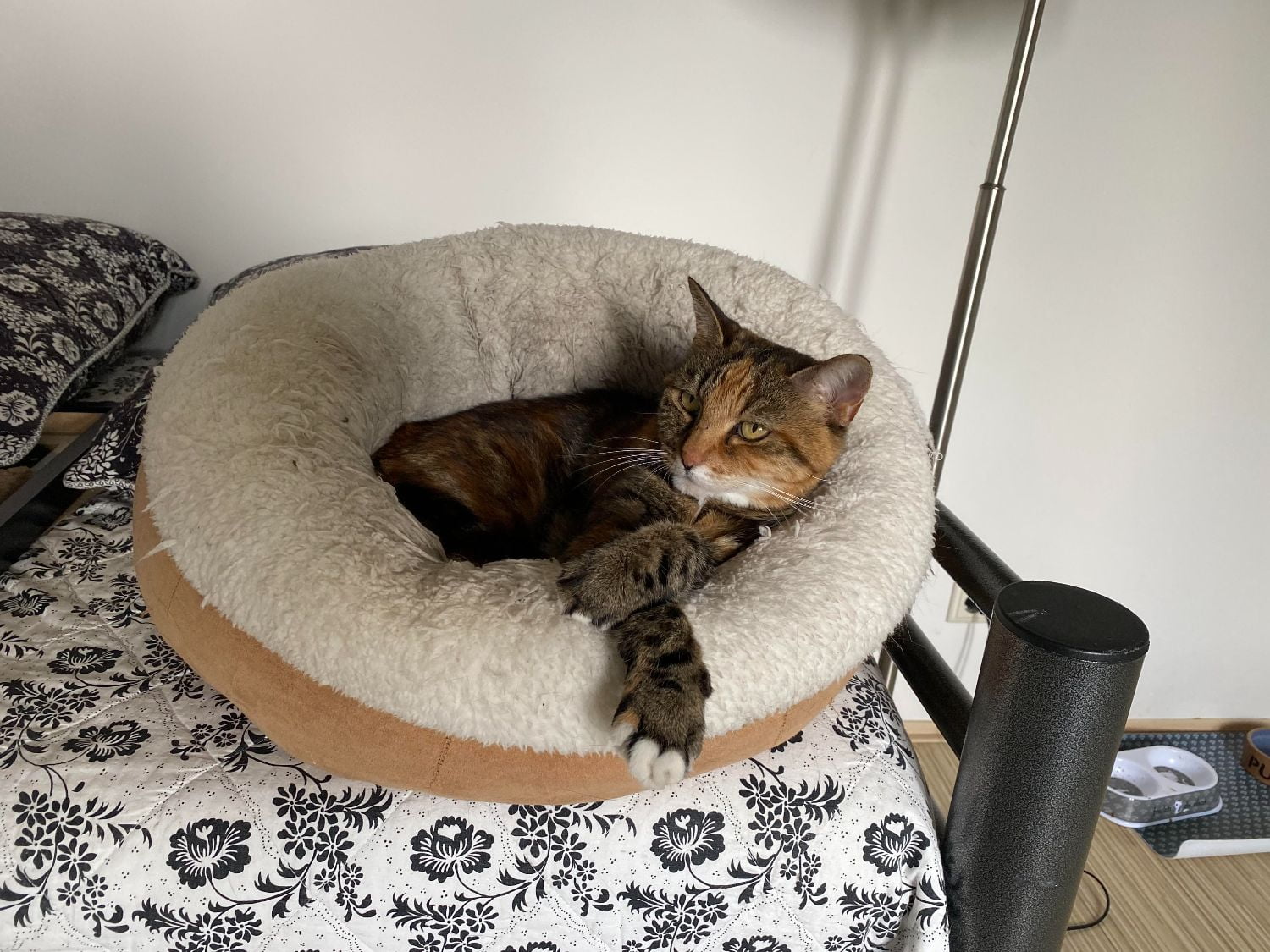 jet-de-meern-kattenherplaatsing