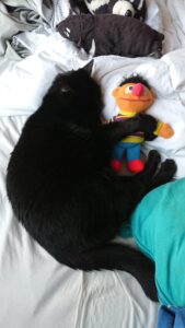 mongo-nieuwe-thuis-kattenherplaatsing
