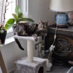 yankee-nieuwe-thuis-kattenherplaatsing (3)