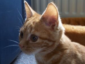 sona-kitten-grote-oren-proportie-kattenherplaatsing