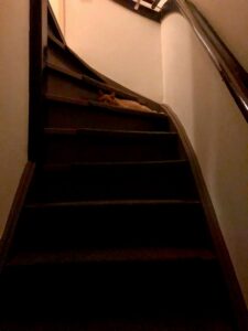 tijger-cuijk-kattenopvang-kattenherplaatsing