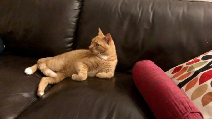 tijger-kattenherplaatsing-cuijk (4)