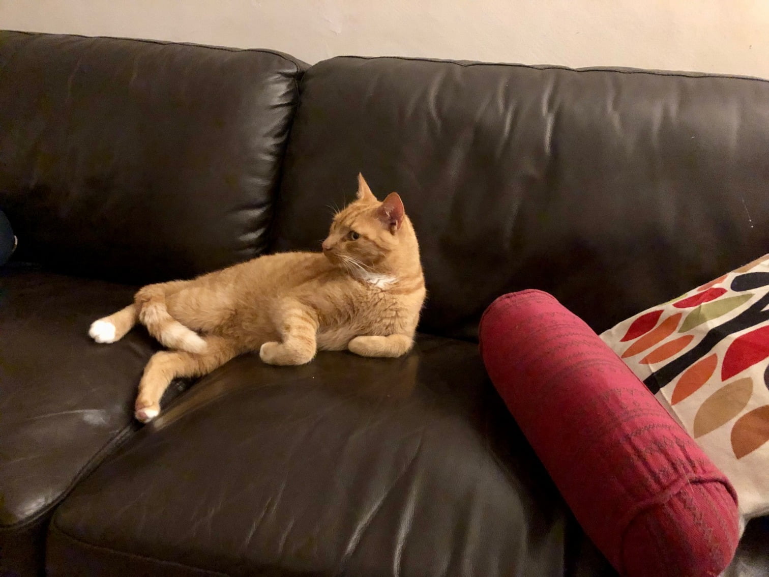 tijger-kattenherplaatsing-cuijk (4)