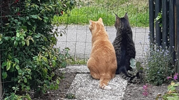 diego-tealc-samen-bergen-nh-kattenherplaatsing