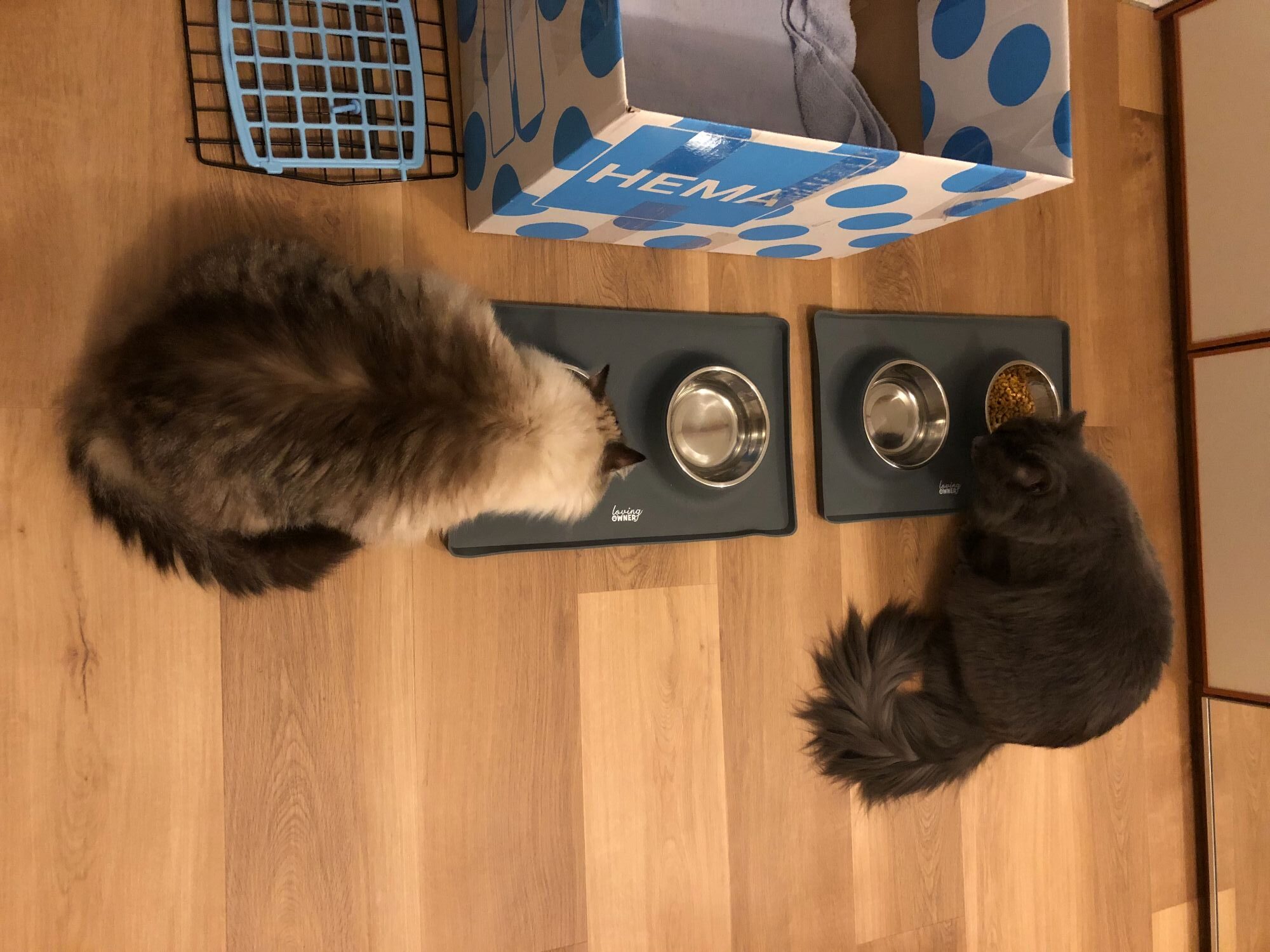 muck-hugo-ragdoll-raskattenherplaatsing