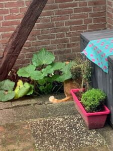 tijger-tuin-compostkuil-kattenherplaatsing