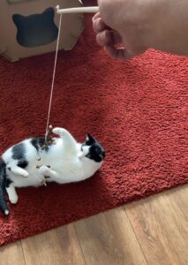 vera-uit-utrecht-zoekt-een-thuis-kattenherplaatsing