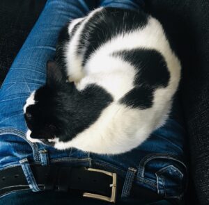 vera-uit-utrecht-zoekt-een-thuis-kattenherplaatsing