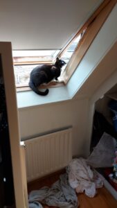 freeke-poes-kattenherplaatsing-velserbroek (1)