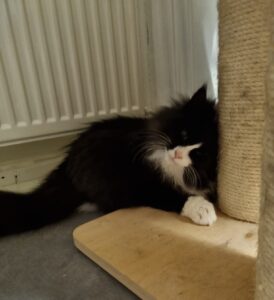 katy-kattenherplaatsing-nijmegen-foto