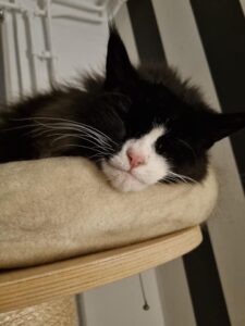 nijmegen-katy-noorse-boskat-kattenherplaatsing