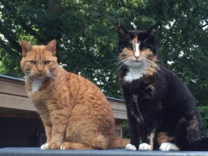zus-co-kattenherplaatsing-best