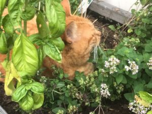 zus-kattenherplaatsing-best-co