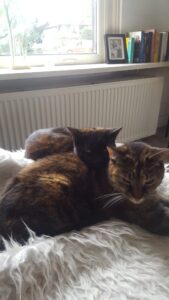 zus-siep-haarlem-kattenherplaatsing