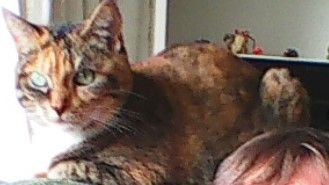 aagje-vorden-kattenherplaatsing