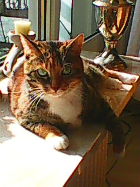 aagje-vorden-kattenherplaatsing
