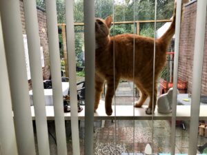 tijger-opvang-kattenherplaatsing-cuijk