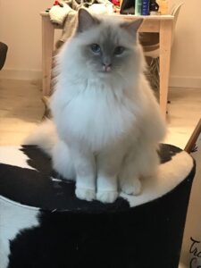 alfie-raskruising-raskattenherplaatsing-diemen (12)