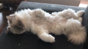 alfie-raskruising-raskattenherplaatsing-diemen (5)