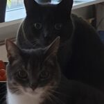 friemel-harry-voorpagina-kattenvoorlichting
