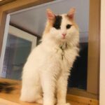 leyla-turkse-van-raskattenherplaatsing-velserbroek