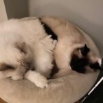 samen-jinxie-alfie-raskattenherplaatsing (3)