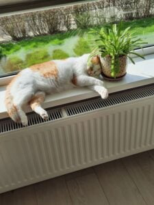 dikkie-dik-kattenherplaatsing-rotterdam