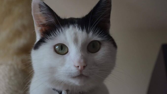 flo-uit-groningen-zoekt-een-thuis