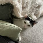 flo-kattenherplaatsing-groningen