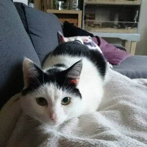 flo-kattenherplaatsing-groningen