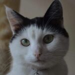 flo-kattenherplaatsing-groningen