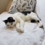 flo-kattenherplaatsing-groningen