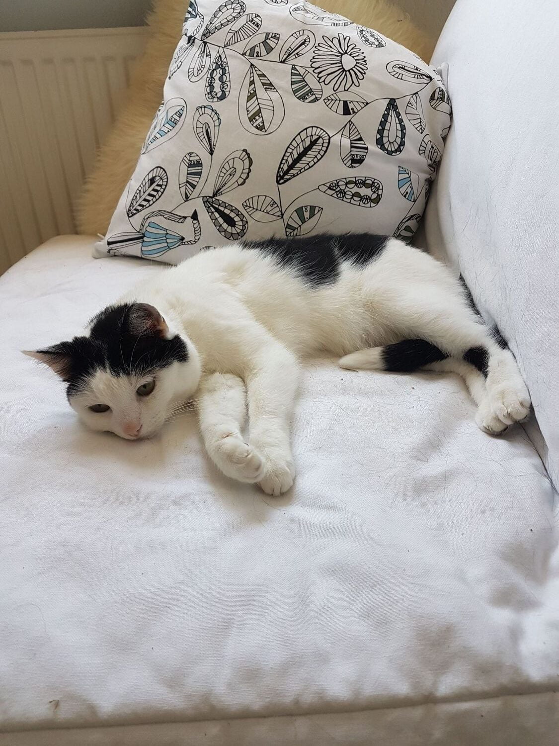 flo-kattenherplaatsing-groningen